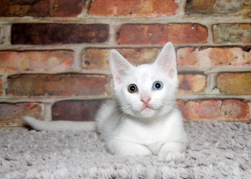 kitten laying _Sheila Fitzgerald_Shutterstock