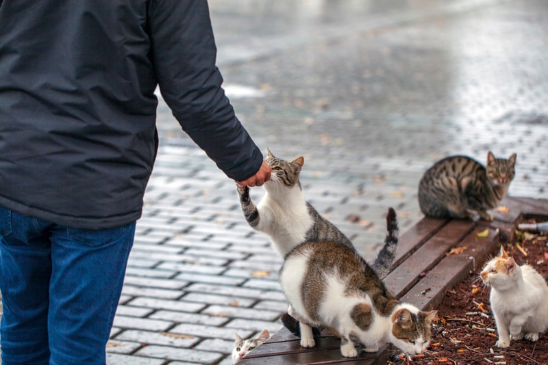 man feeding stray cat