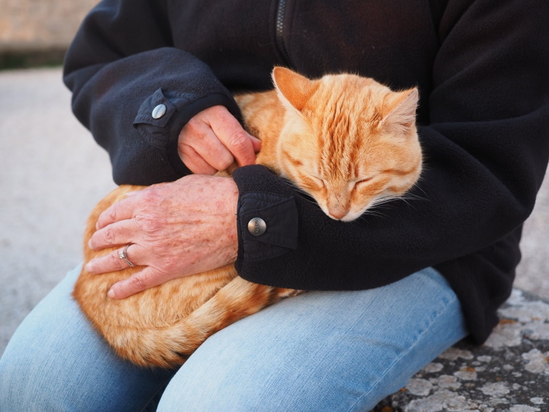 man holding orange cat