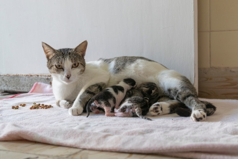 mother cat with kittens