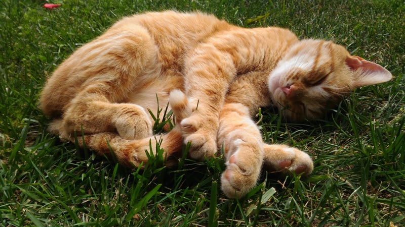 orange cat sleeping on the grass