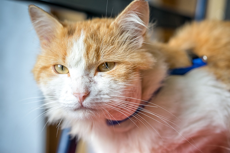 orange cat with abscess on the neck