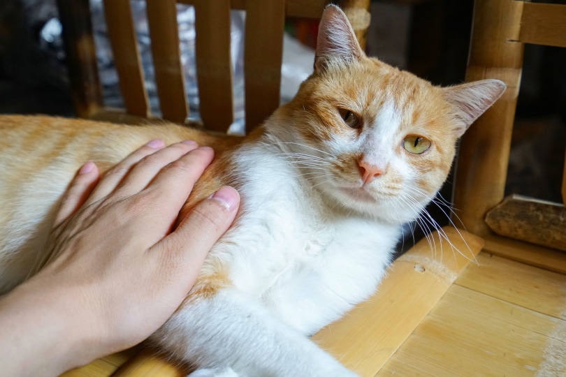 owner calming his cat