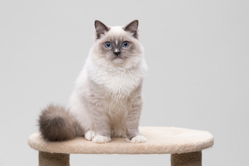 ragdoll cat sitting on a climbing frame