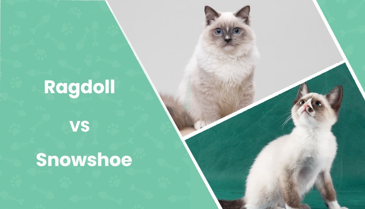 ragdoll vs snowshoe