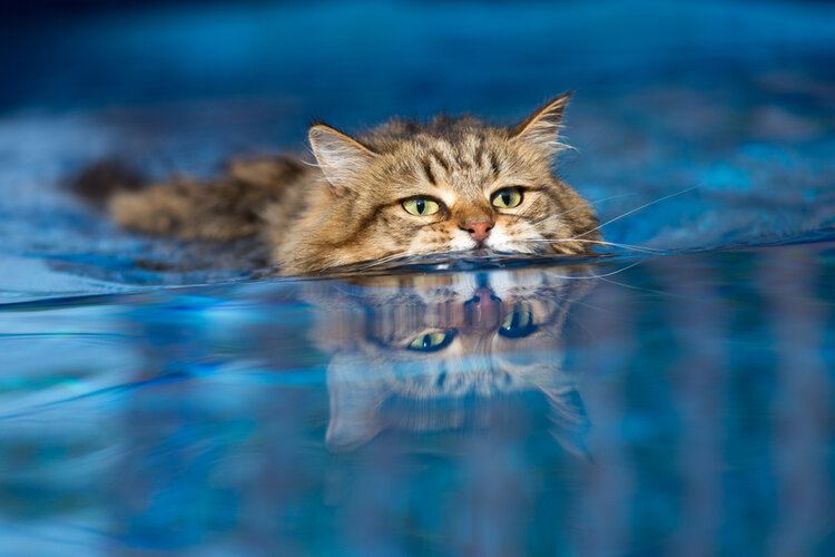 domestic cat swimming