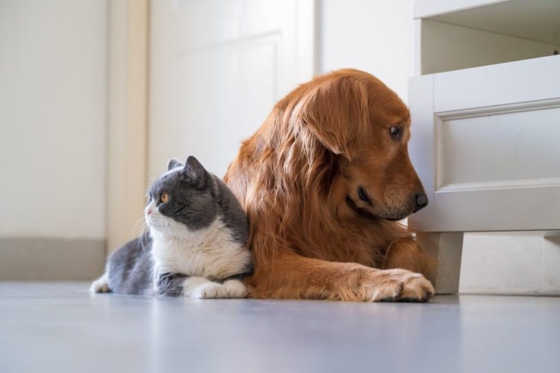 dog and cat on floor