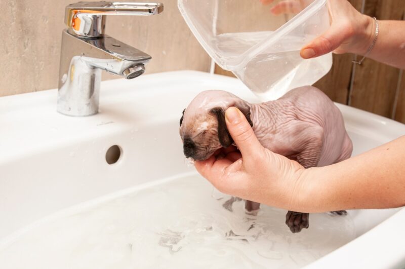 sphynx kitty cat getting washed