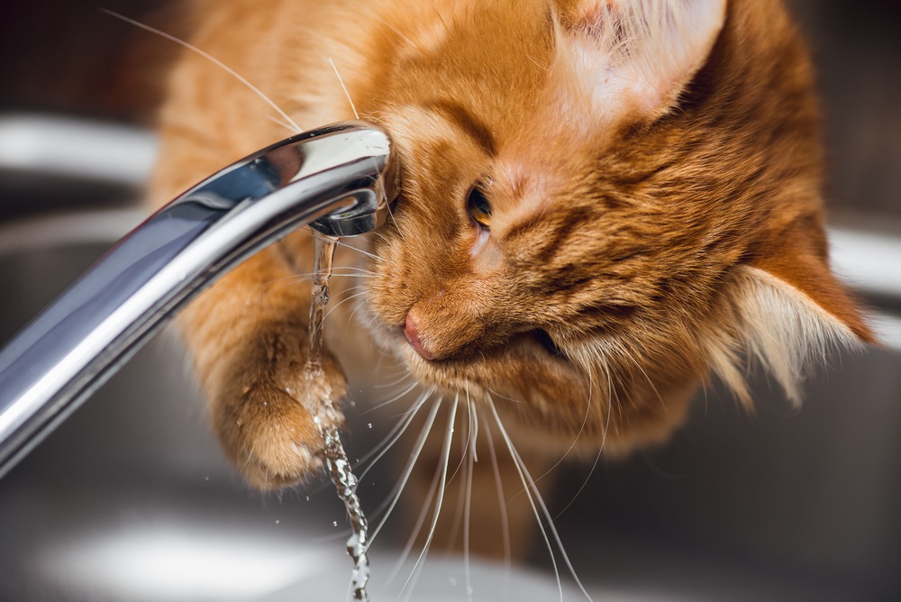 cat drinking from faucet