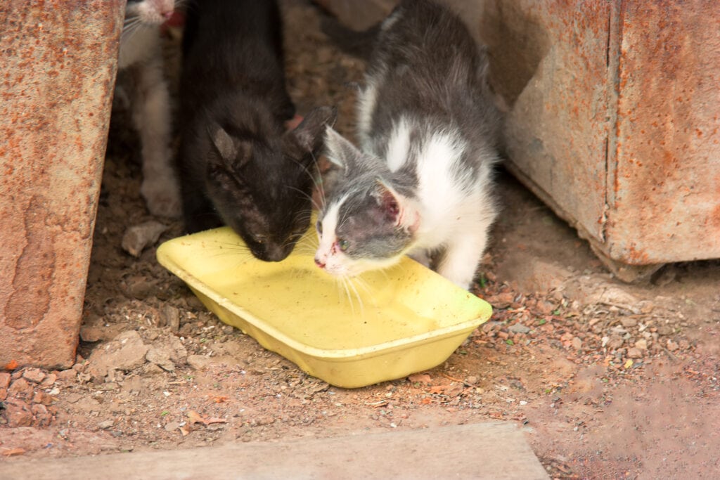 Feral cats drinking water