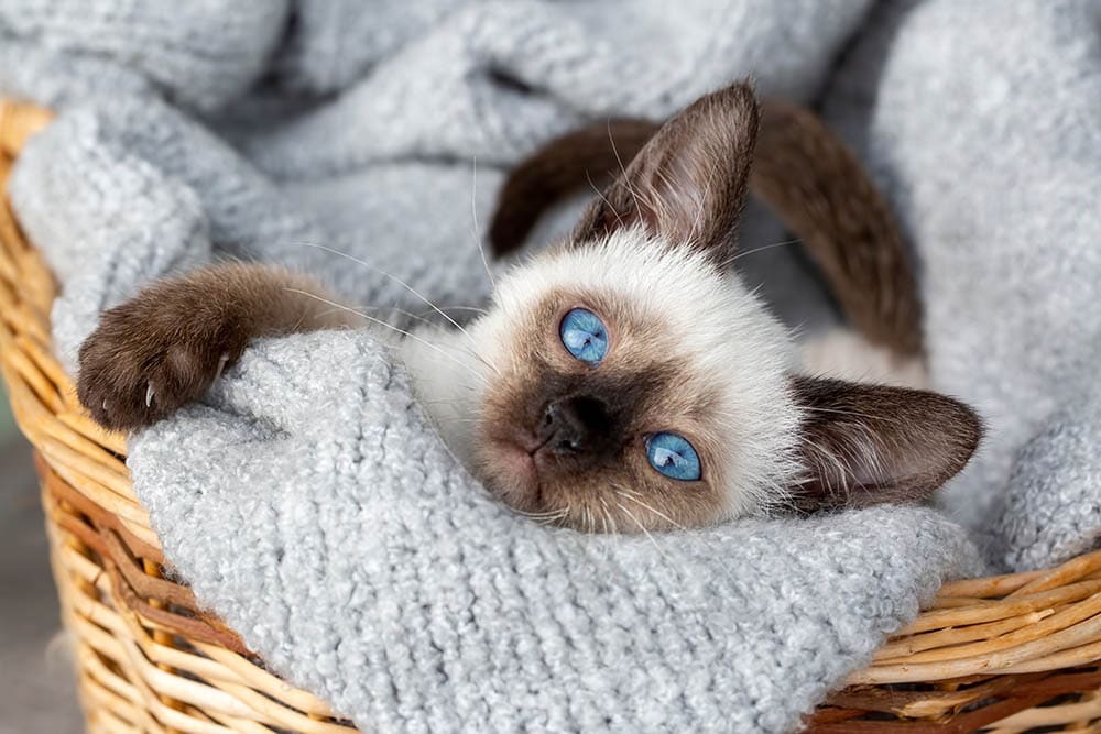 siamese kitten in a basket