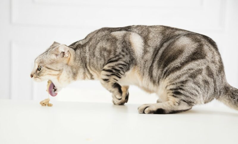 sick cat vomiting the food