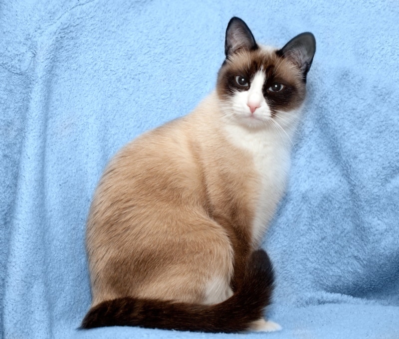 snowshoe cat