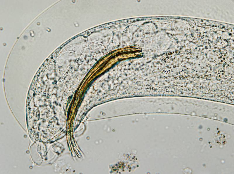 the tail of a cat lungworm