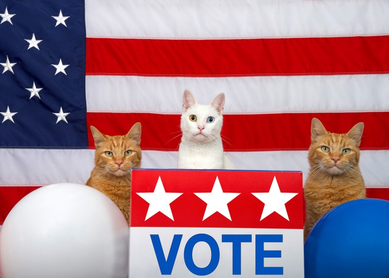 three cats sitting behind ballot box