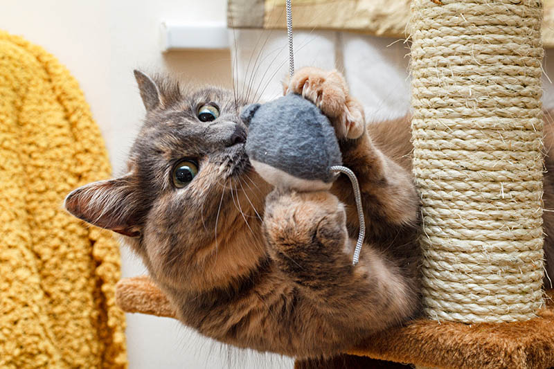 Tortoiseshell Cat playing on the cat tree