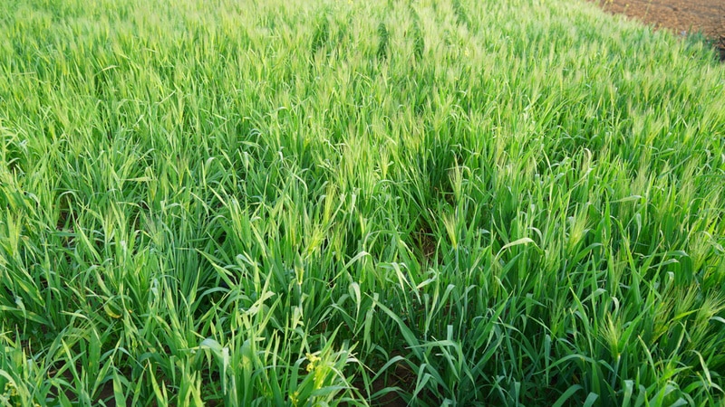 triticum spelta