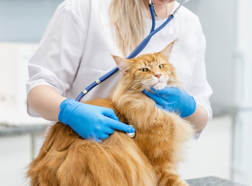 cat and vet