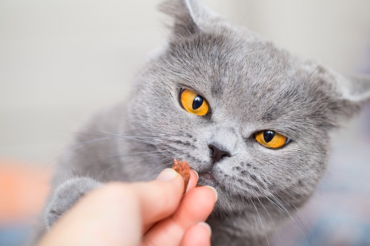 grey cat looking at treat_shutterstock_FotoMirta